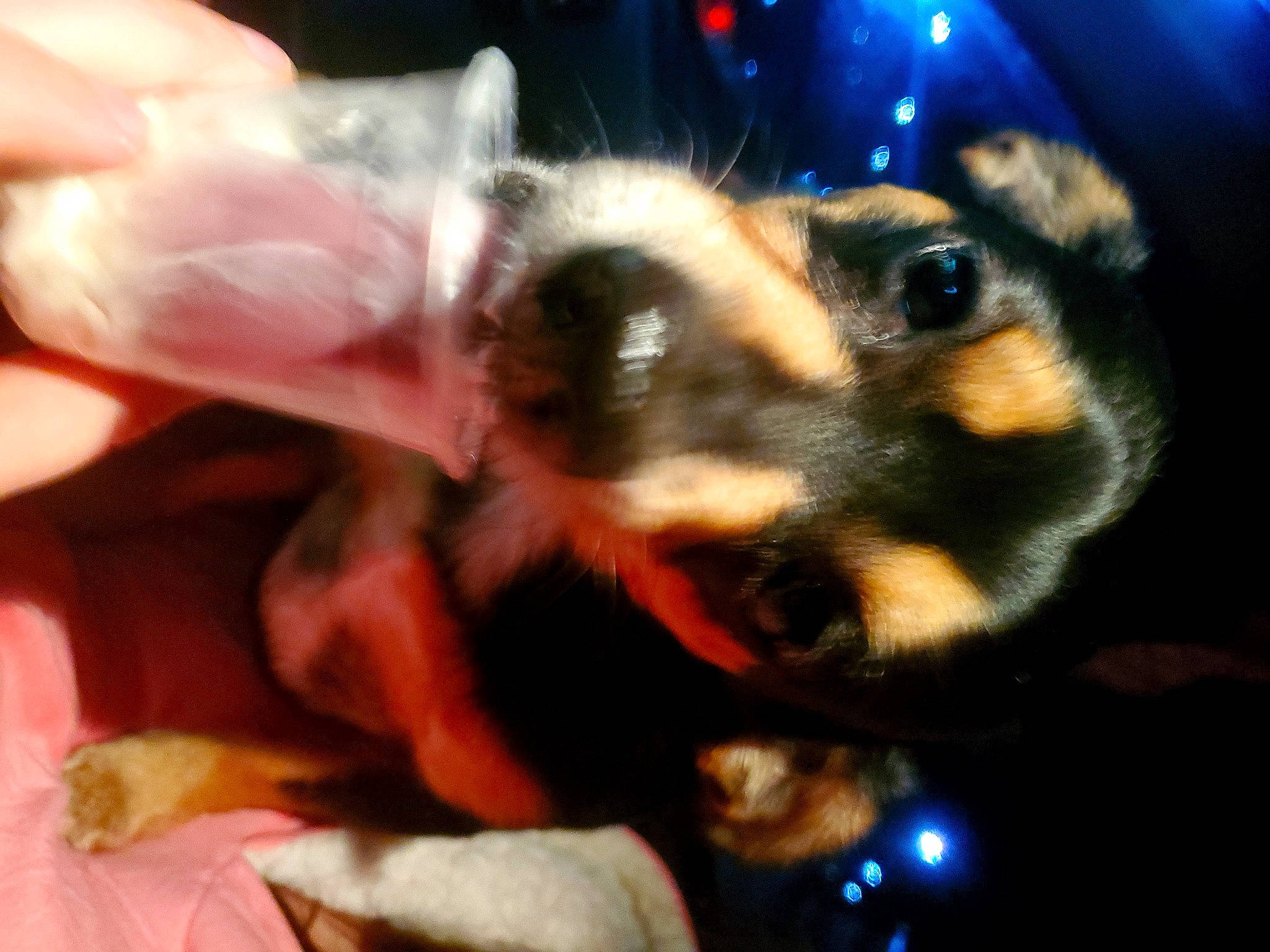 Champ is registered to the contest to win money with this photo: arthropod, bee, bumblebee, carpenter_bee, fur, honeybee, insect, invertebrate, macro_photography, megachilidae, membrane_winged_insect, pest, petal, plant, pollinator, terrestrial_animal, wildlife