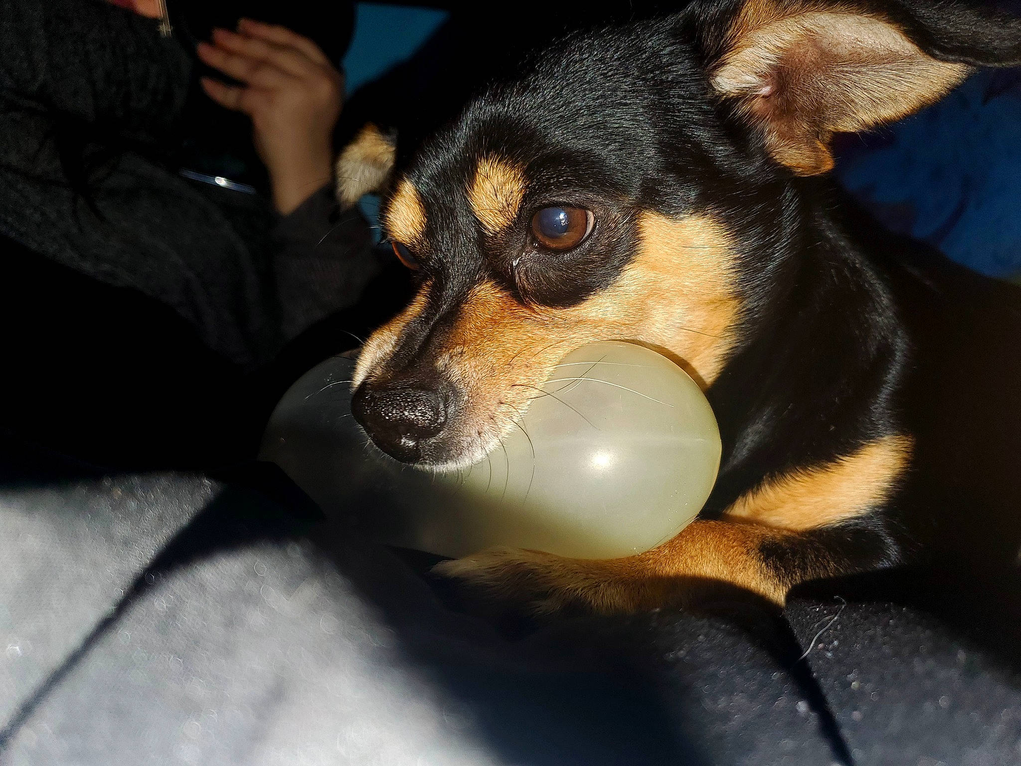 Champ joined the competition — help win amazing prizes! canidae, carnivore, claw, companion_dog, dog, dog_breed, fur, nail, paw, puppy, snout, sporting_group, terrestrial_animal, toy_dog, whiskers, working_animal, working_dog