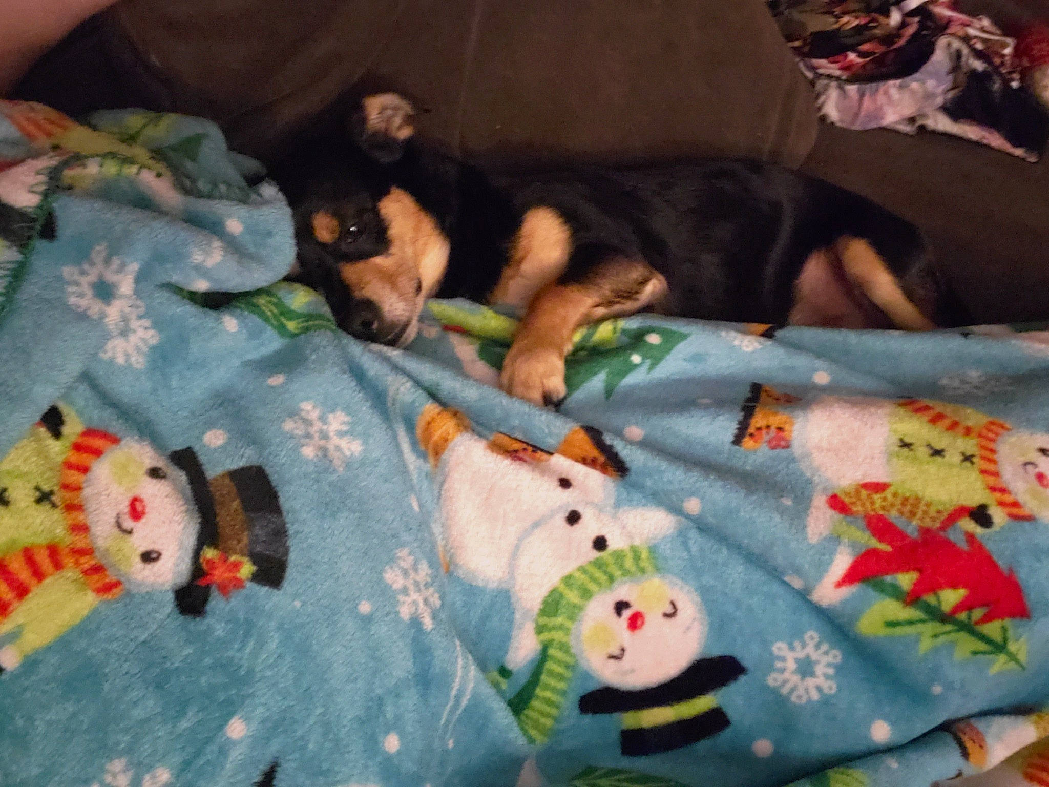 Champ joined the competition — help win amazing prizes! art, baby_toddler_clothing, baby_toys, bed, bed_sheet, bedding, child, comfort, craft, creative_arts, dog, linens, mammal, pattern, plush, room, stuffed_toy, textile, toy, vertebrate