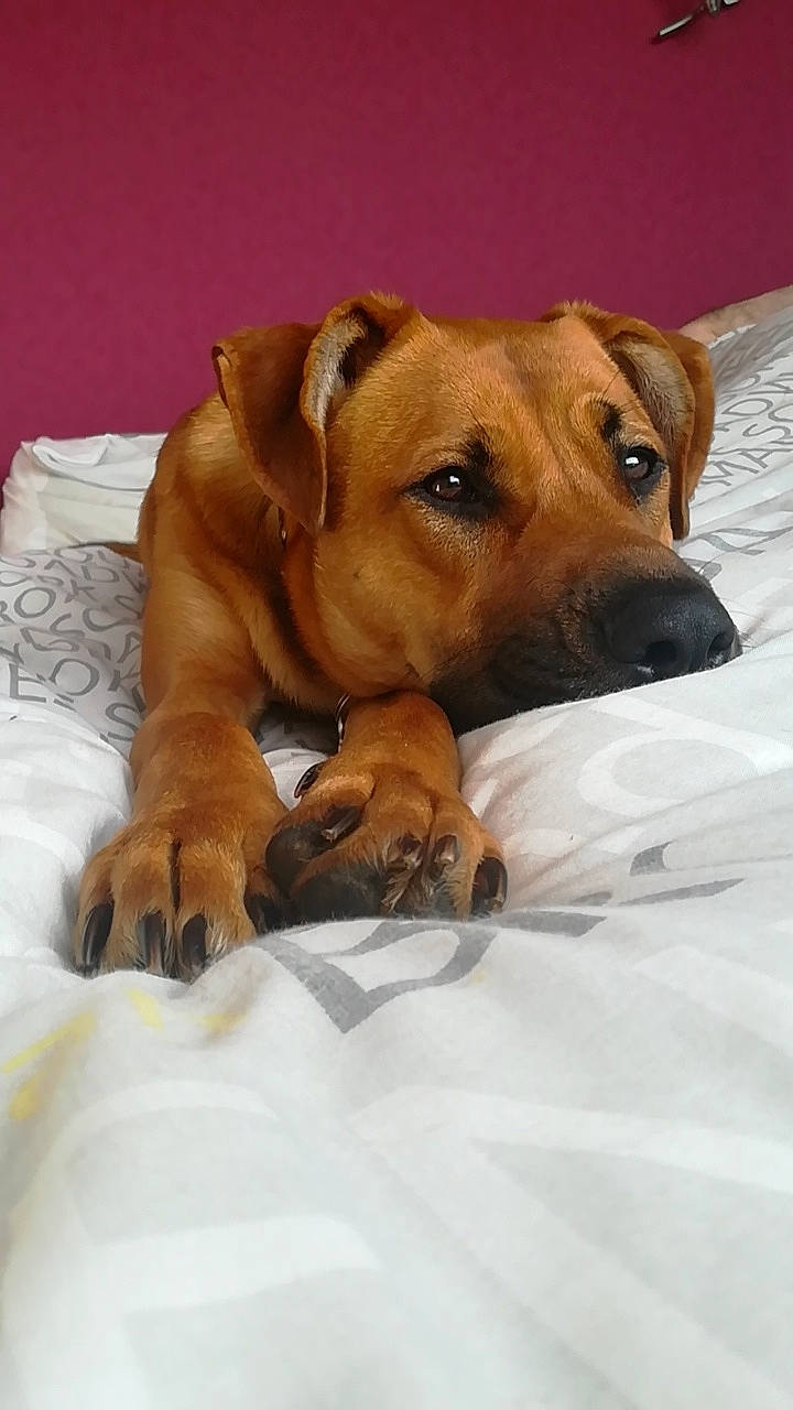 Ino participe au concours pour gagner de l'argent avec cette photo : black_mouth_cur, canidae, carnivore, companion_dog, dog, dog_breed, fawn, mammal, potcake_dog, puppy, rare_breed_dog, rhodesian_ridgeback, snout, tosa, vertebrate, whiskers