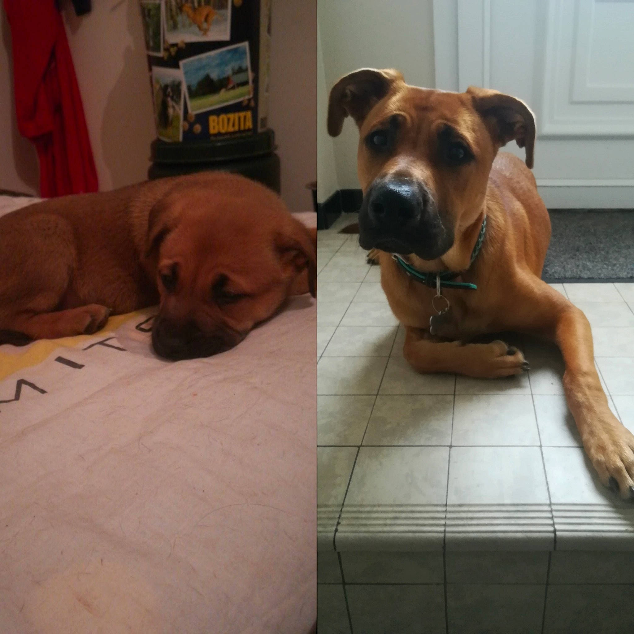 Ino a rejoint le concours — aidez-le/la à gagner de superbes lots ! american_pit_bull_terrier, black_mouth_cur, boerboel, bullmastiff, canidae, carnivore, companion_dog, dog, dog_breed, fawn, mammal, non_sporting_group, perro_de_presa_mallorquin, rhodesian_ridgeback, snout, vertebrate