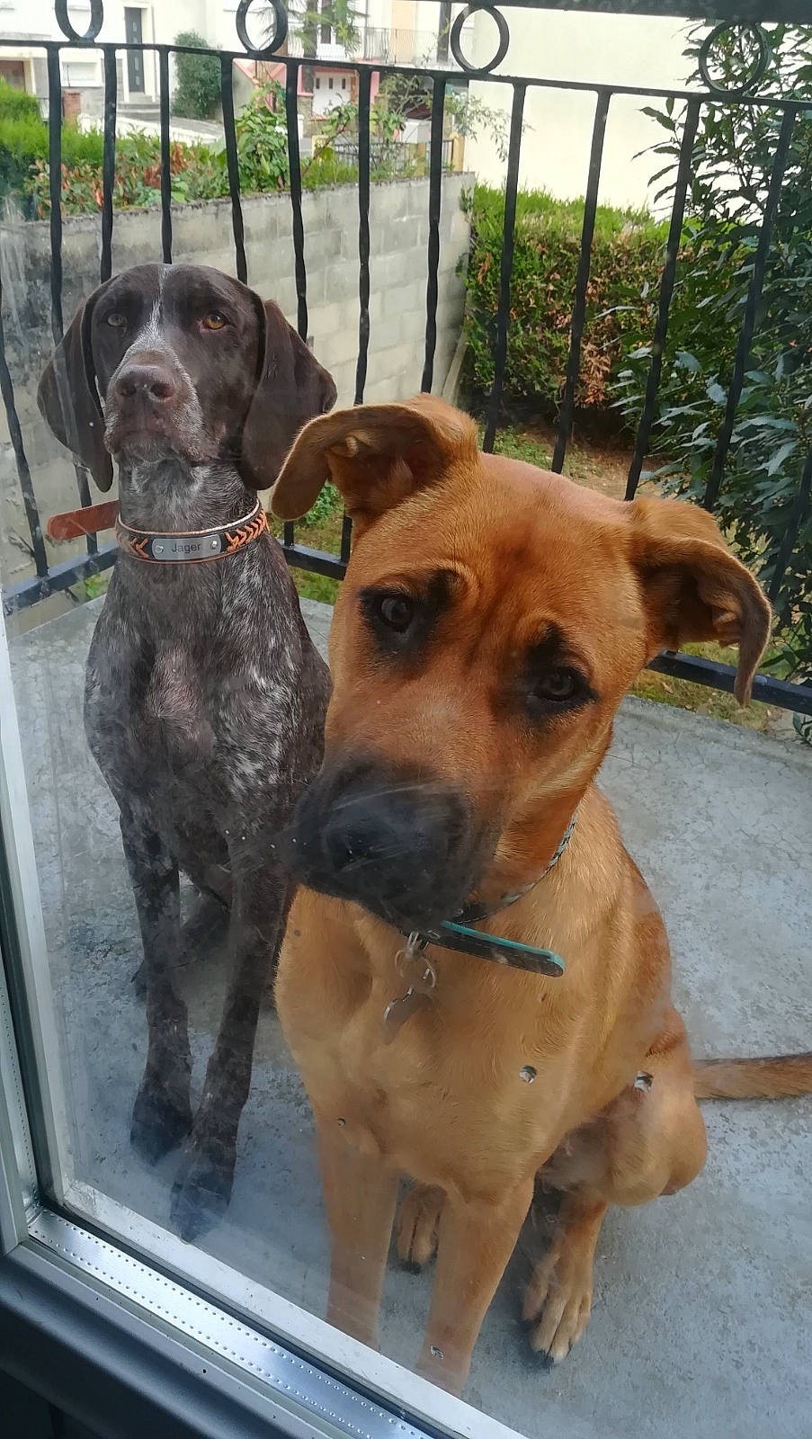 Ino a rejoint le concours — aidez-le/la à gagner de superbes lots ! alano_espanol, black_mouth_cur, canidae, carnivore, catahoula_bulldog, dog, dog_breed, fawn, fila_brasileiro, hunting_dog, mammal, mountain_cur, rare_breed_dog, sporting_group, tosa, vertebrate