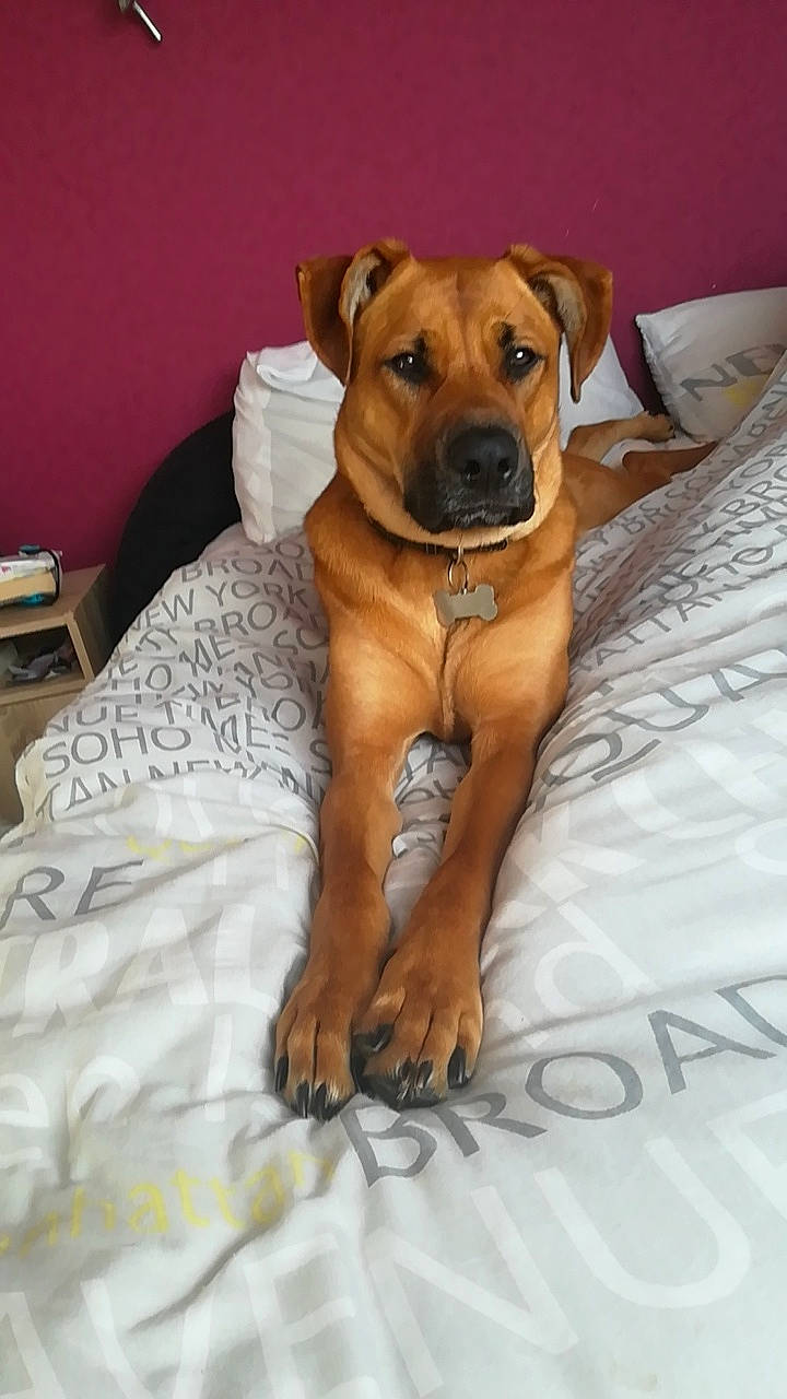 Ino a rejoint le concours — aidez-le/la à gagner de superbes lots ! black_mouth_cur, boerboel, broholmer, bullmastiff, canidae, carnivore, companion_dog, dog, dog_breed, fawn, mammal, molosser, non_sporting_group, perro_de_presa_mallorquin, rare_breed_dog, rhodesian_ridgeback, snout, tosa, vertebrate