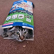 Freddy joined the competition — help win amazing prizes! animal, box, brown, carpet, cat, close_up, curious, domestic_cat, eyes, face, feline, head, home, indoor, looking_out, mischief, pet_food_box, playful, tabby_cat, whiskers