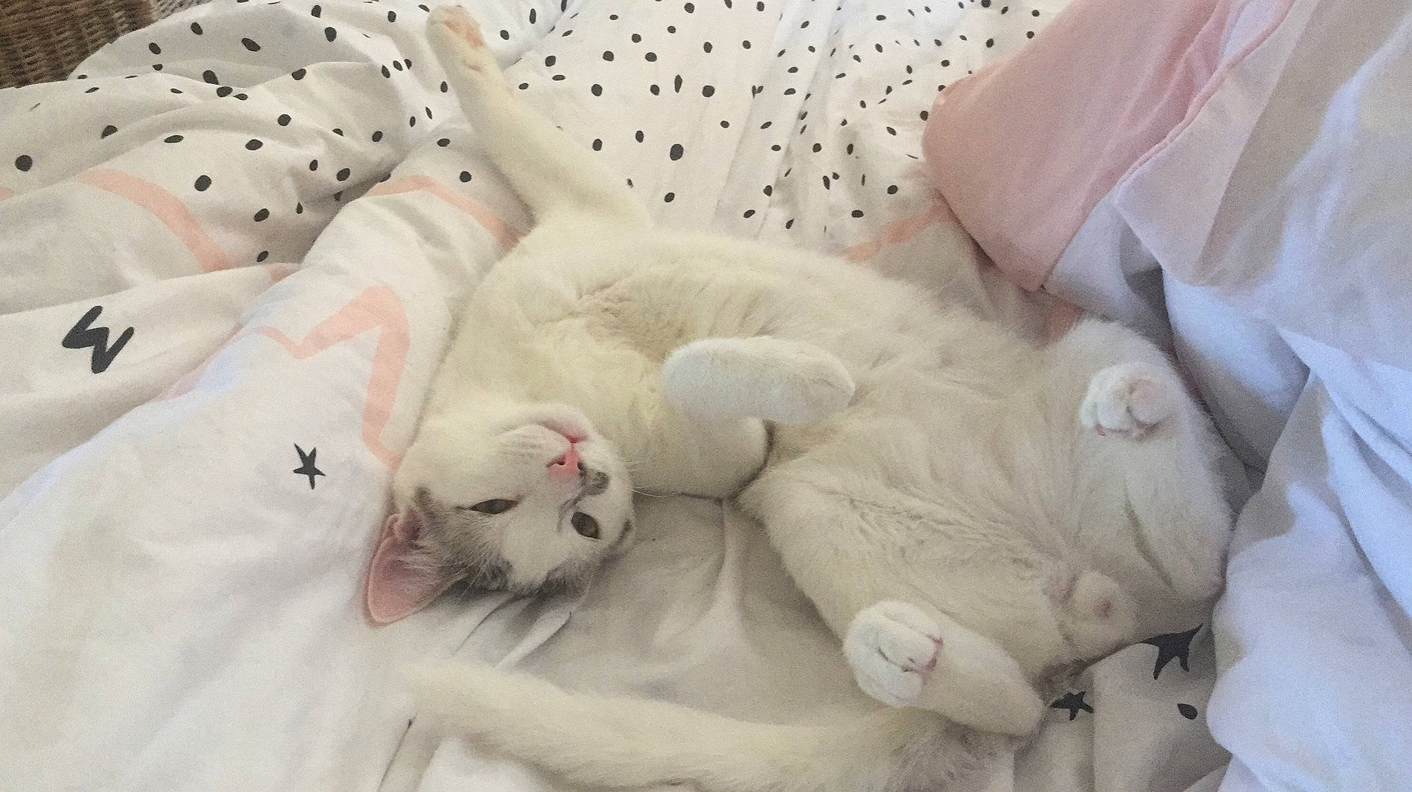 Simba participe au concours pour gagner de l'argent avec cette photo : burmilla, carnivore, cat, felidae, fur, khao_manee, kitten, nap, persian, ragdoll, small_to_medium_sized_cats, turkish_angora, whiskers