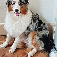 Orkaan participe au concours pour gagner de l'argent avec cette photo : australian_collie, australian_shepherd, basque_shepherd_dog, border_collie, canidae, carnivore, companion_dog, dog, dog_breed, english_shepherd, herding_dog, mammal, miniature_australian_shepherd, rare_breed_dog, scotch_collie, snout, sporting_group, vertebrate, welsh_sheepdog, working_dog