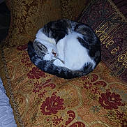 Charlie joined the competition — help win amazing prizes! cat, sleeping, curled_up, couch, decorative_pillow, patterned_fabric, indoor, pet, resting, feline, white_fur, tabby_fur, cozy, home, ornate, textile, soft, quiet, relaxed, animal