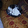 cat, sleeping, curled_up, couch, decorative_pillow, patterned_fabric, indoor, pet, resting, feline, white_fur, tabby_fur, cozy, home, ornate, textile, soft, quiet, relaxed, animal