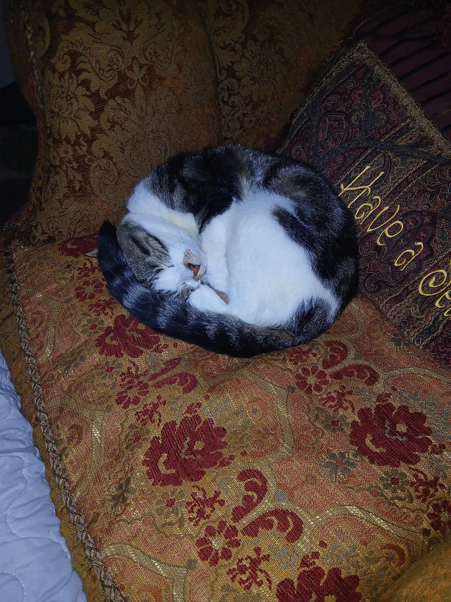 Charlie joined the competition — help win amazing prizes! cat, sleeping, curled_up, couch, decorative_pillow, patterned_fabric, indoor, pet, resting, feline, white_fur, tabby_fur, cozy, home, ornate, textile, soft, quiet, relaxed, animal