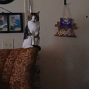 Charlie joined the competition — help win amazing prizes! armchair, brown, cat, cozy, curious, decor, domestic, family_photos, furniture, home, indoor, living_room, patterned_fabric, pet, quiet, seated, shadow, wall_clock, wall_hanging, white