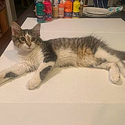 Bentley is registered to the contest to win money with this photo: animal, cat, colorful, curious, cute, domestic_cat, ears, fur, indoor, kitten, paint_bottles, paws, person_partial, pet, relaxed, stretched_out, tabby, table, whiskers, white_surface