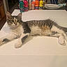 animal, cat, colorful, curious, cute, domestic_cat, ears, fur, indoor, kitten, paint_bottles, paws, person_partial, pet, relaxed, stretched_out, tabby, table, whiskers, white_surface
