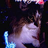 Bentley is registered to the contest to win money with this photo: 4th_of_july, animal, cat, celebration, closeup, dark_background, eyes, face, feline, festive, fireworks, fur, glow, holiday, neon, overlay, pet, portrait, statue_of_liberty, whiskers