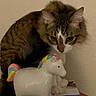 Bentley is registered to the contest to win money with this photo: animal, brown_tabby, cards, cat, ceramic_unicorn, close_up, curious, decor, domestic_cat, feline, household, indoor, multicolored, papers, pet, piggy_bank, still_life, table, toy, wall