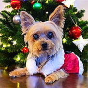 Bella joined the competition — help win amazing prizes! dog, christmas_tree, ornaments, holiday, festive_clothing, small_dog, fur, ears, table, lights, red, green, white, decorations, indoor, cute, pet, celebration, seasonal, portrait