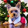 dog, christmas_tree, ornaments, holiday, festive_clothing, small_dog, fur, ears, table, lights, red, green, white, decorations, indoor, cute, pet, celebration, seasonal, portrait