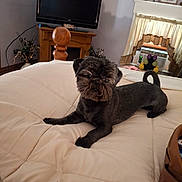 Jaxon joined the competition — help win amazing prizes! dog, bed, blanket, indoor, furniture, television, curtains, window, wood, decor, pet, animal, lying_down, cozy, room, home, resting, black_dog, curled_tail, looking