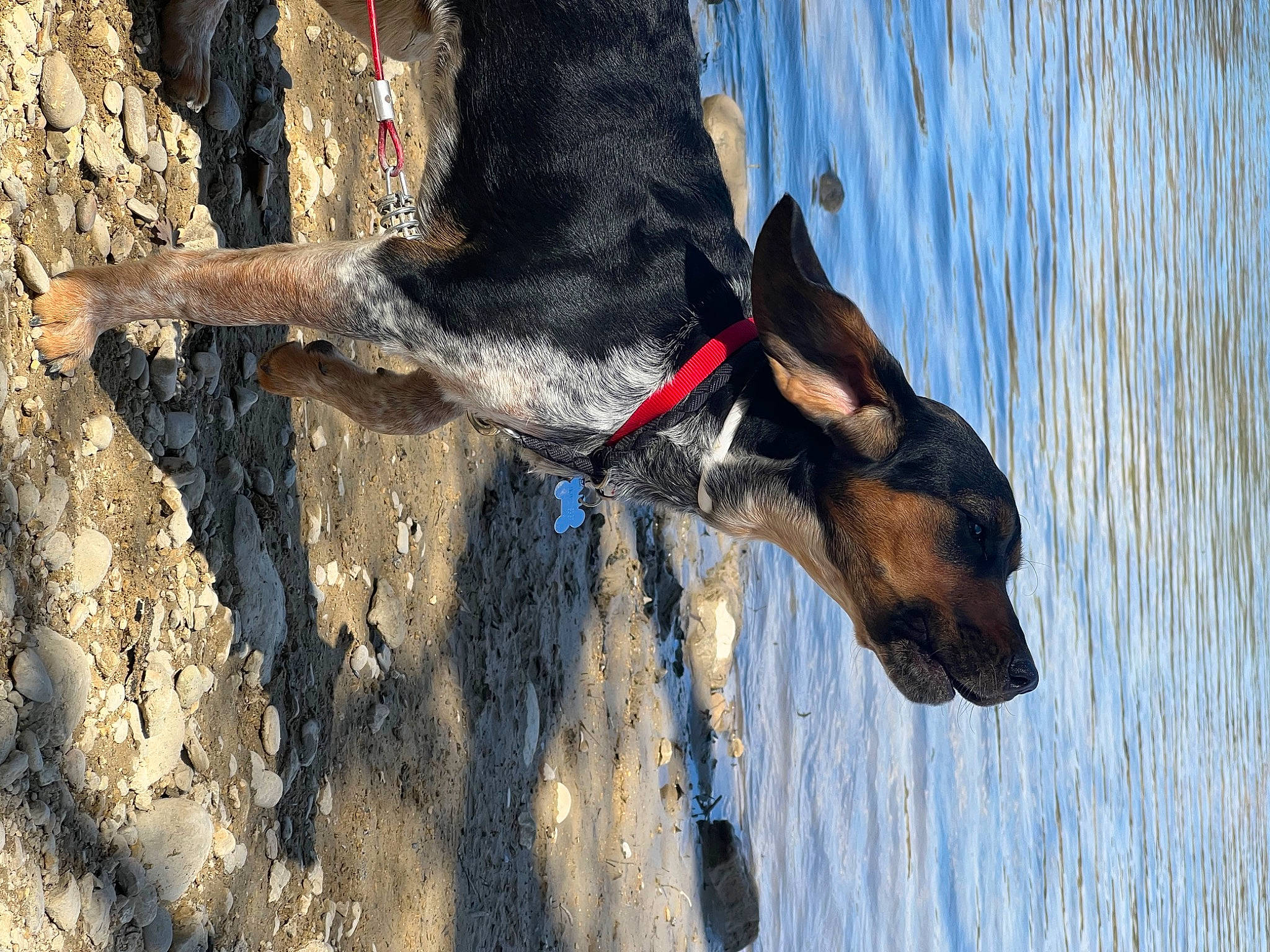 Lonzo a rejoint le concours — aidez-le/la à gagner de superbes lots ! canidae, carmine, carnivore, collar, dog, dog_breed, dog_collar, dog_supply, electric_blue, fawn, leash, pack_animal, pet_supply, snout, soil, sporting_group, trunk, water, working_animal, working_dog