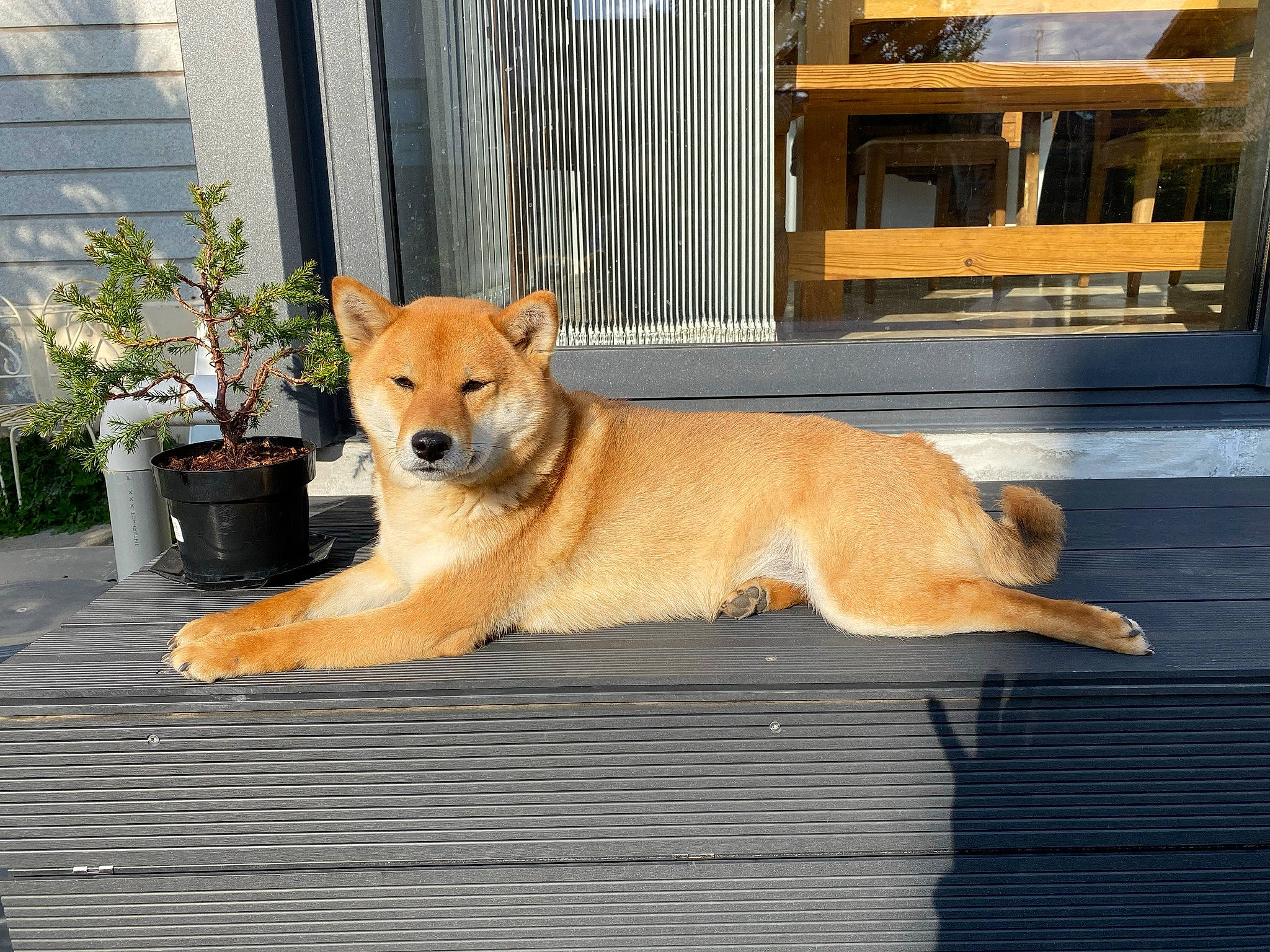 Nina a rejoint le concours — aidez-le/la à gagner de superbes lots ! building, canidae, carnivore, collar, companion_dog, dog, dog_breed, fawn, flooring, flowerpot, hardwood, houseplant, pet_supply, plant, road_surface, snout, sporting_group, tail, terrestrial_animal, wood