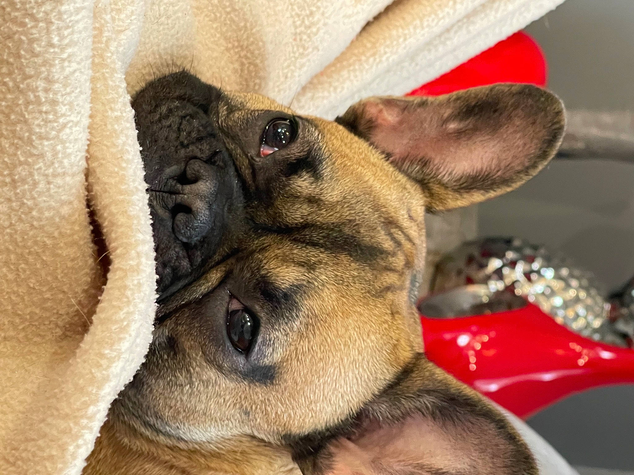 Stitch participe au concours pour gagner de l'argent avec cette photo : beige, bulldog, canidae, carnivore, close_up, companion_dog, dog, dog_breed, fawn, mammal, non_sporting_group, pet_supply, skin, snout, sporting_group, toy_dog, vertebrate, whiskers, working_animal, wrinkle