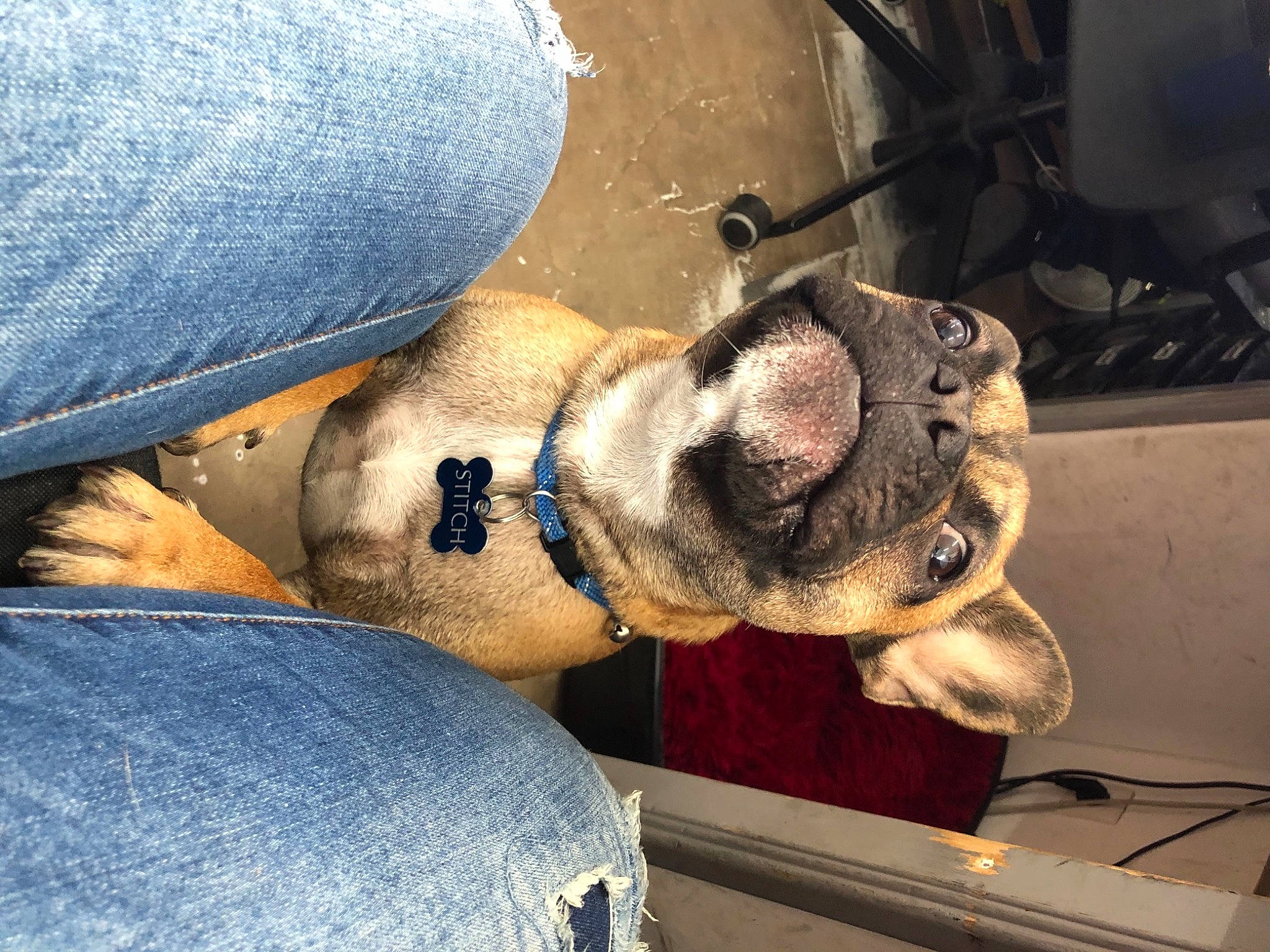 Stitch participe au concours pour gagner de l'argent avec cette photo : canidae, carnivore, collar, comfort, companion_dog, denim, dog, dog_breed, fawn, fur, jeans, pet_supply, pocket, snout, sporting_group, working_animal, working_dog