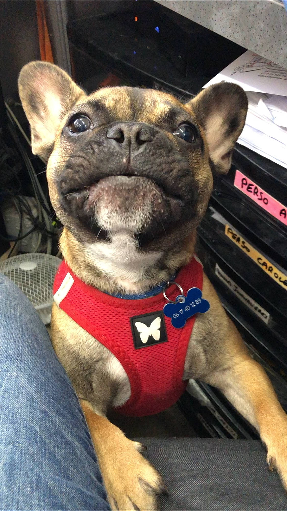 Stitch a rejoint le concours — aidez-le/la à gagner de superbes lots ! brown, bulldog, canidae, carnivore, collar, companion_dog, dog, dog_breed, dog_collar, dog_supply, fawn, french_bulldog, leash, liver, non_sporting_group, pet_supply, snout, vertebrate, whiskers, working_animal