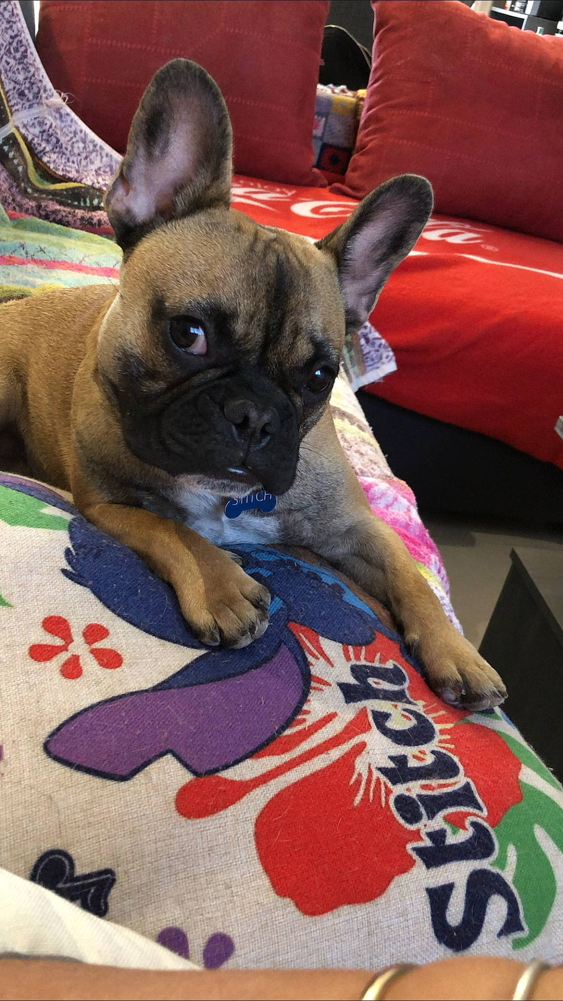 Stitch participe au concours pour gagner de l'argent avec cette photo : bulldog, canidae, carnivore, collar, companion_dog, couch, dog, dog_breed, dog_supply, fawn, french_bulldog, linens, living_room, non_sporting_group, pet_supply, snout, toy_dog, vertebrate, whiskers, working_animal