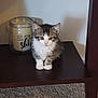 Mayzie is registered to the contest to win money with this photo: kitten, cat, pet, animal, fur, sitting, wooden_shelf, candle, jar, carpet, indoor, cute, small, curious, white, brown, tabby, feline, domestic, cozy