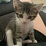 Mayzie joined the competition — help win amazing prizes! kitten, cat, pet, indoor, living_room, sofa, couch, person, sock, pillow, curious, cute, animal, feline, lap, home, relaxing, fur, whiskers, tabby