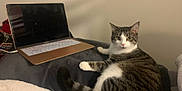 Mayzie is registered to the contest to win money with this photo: animal, blanket, cat, computer, cozy, curious, domestic_animal, ears, feline, fur, indoor, laptop, looking, pet, resting, soft, tabby_cat, tail, technology, whiskers