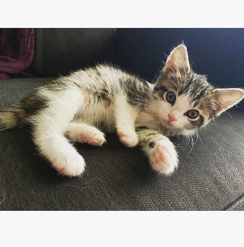 Mayzie joined the competition — help win amazing prizes! kitten, cat, pet, animal, feline, cute, young, paw, fur, striped, lying_down, looking, curious, indoor, closeup, soft_lighting, playful, small, adorable, domestic