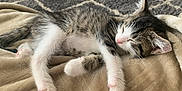 Mayzie joined the competition — help win amazing prizes! kitten, cat, sleeping, resting, fur, whiskers, blanket, indoor, cozy, pet, animal, cute, young, paw, pink_nose, feline, relaxed, soft, home, napping
