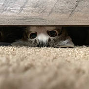 Mayzie joined the competition — help win amazing prizes! cat, animal, pets, fur, eyes, carpet, floor, curiosity, indoor, feline, hidden, peeking, wood, closeup, cute, whiskers, playful, cozy, soft, shadow
