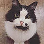 Mia is registered to the contest to win money with this photo: cat, black_and_white, green_eyes, fluffy, fur, pet, animal, looking_up, sitting, cute, whiskers, indoor, domestic_cat, feline, floor, close_up, adorable, portrait, young_cat, friendly