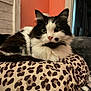 Mia is registered to the contest to win money with this photo: cat, fluffy, black_and_white, indoor, cushion, leopard_print, pet, feline, close_up, relaxed, animal, whiskers, fur, eyes, nose, soft, cozy, home, resting, comfort