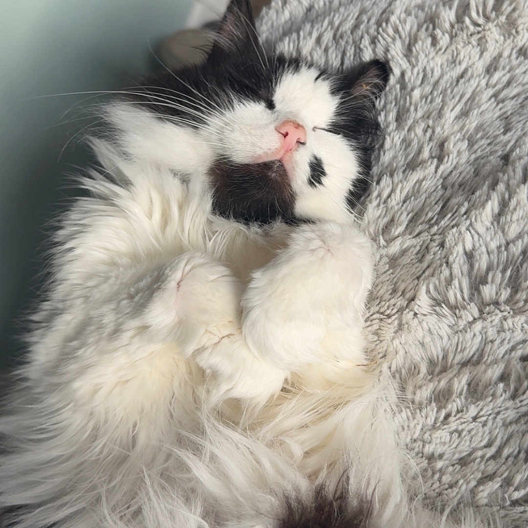 Mia is registered to the contest to win money with this photo: animal, black_and_white, blanket, cat, closeup, comfort, cozy, cute, domestic_cat, fluffy, fur, indoor, paw, peaceful, pet, relaxed, resting, sleeping, soft, whiskers