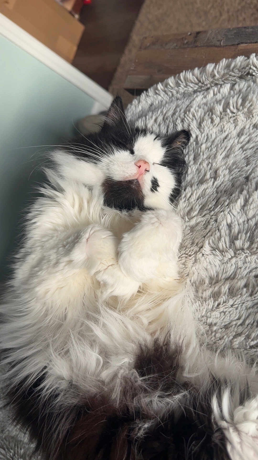 Mia is registered to the contest to win money with this photo: cat, sleeping, fluffy, black_and_white, pet, cozy, blanket, indoor, relaxed, cute, fur, animal, whiskers, paw, resting, soft, comfort, domestic_cat, peaceful, closeup