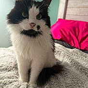 Mia is registered to the contest to win money with this photo: cat, black_and_white, fluffy, pet, indoor, bedroom, blanket, pillow, headboard, feline, animal, cute, fur, whiskers, sitting, closeup, cozy, domestic, soft, relaxed