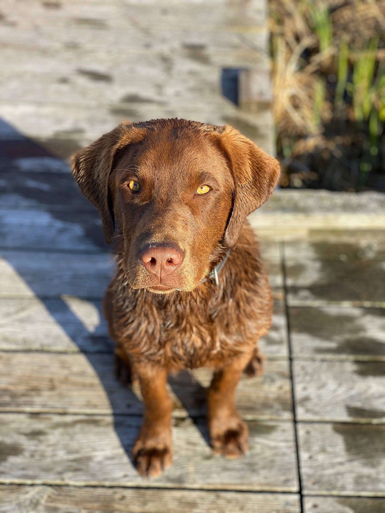 Huxley George is registered to the contest to win money with this photo: carnivore, companion_dog, dog, dog_breed, dog_collar, fur, gun_dog, hunting_dog, leash, liver, retriever, terrestrial_animal, wood, working_animal