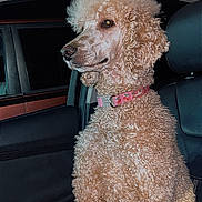 Peach is registered to the contest to win money with this photo: animal, apricot_fur, brown_fur, car, close_up, collar, companion_animal, curly_coat, dog, fluffy, indoor, looking_at_camera, pet, pink_collar, poodle, portrait, seated, side_profile, sitting, vehicle_interior