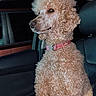 animal, apricot_fur, brown_fur, car, close_up, collar, companion_animal, curly_coat, dog, fluffy, indoor, looking_at_camera, pet, pink_collar, poodle, portrait, seated, side_profile, sitting, vehicle_interior
