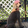 Peach is registered to the contest to win money with this photo: backyard, blue_sky, collar, curly_fur, cute, deck, dog, fluffy, greenery, grooming, lattice_fence, outdoor, pet, pink_dyed_fur, poodle, portrait, profile, sitting, sunlight, wooden_floor
