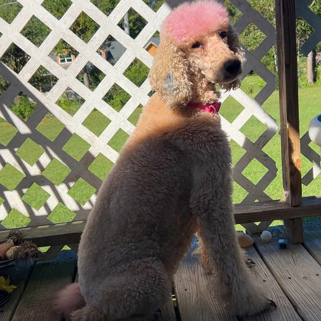 Peach