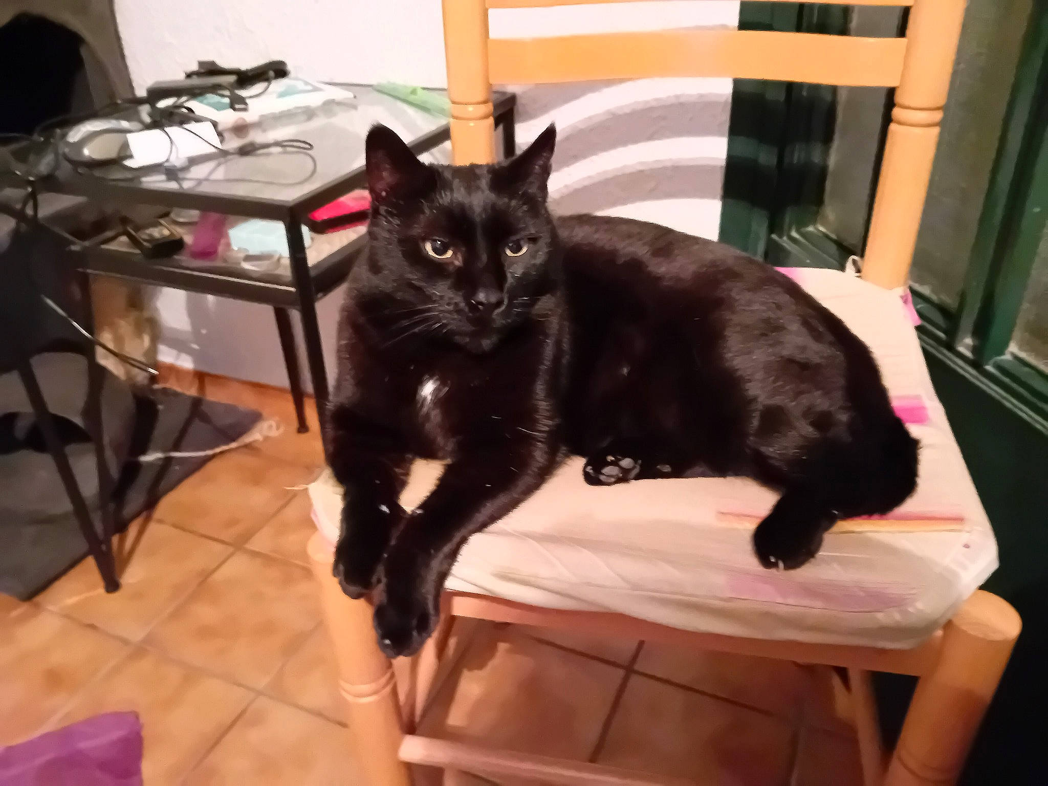 Diablo a rejoint le concours — aidez-le/la à gagner de superbes lots ! black_cat, bombay, carnivore, cat, chair, claw, comfort, domestic_short_haired_cat, felidae, flooring, fur, furniture, hardwood, plant, room, small_to_medium_sized_cats, table, tail, terrestrial_animal, whiskers