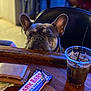 Moose joined the competition — help win amazing prizes! bar, black, brown, cookie_bar, curious, dog, drink, ears, face, french_bulldog, ice, indoor, money, pet, plastic_cup, sitting, straw, table, wallet, wooden_counter