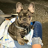 Moose is registered to the contest to win money with this photo: animal, blanket, collar, cute, dog, ear, french_bulldog, gravel, harness, jeans, legs, looking_at_camera, night, outdoor, paw, person, pet, puppy, sitting, small_dog