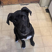 Church is registered to the contest to win money with this photo: animal, black_dog, canine, companion, cute, dog, domestic_animal, ears, eyes, floor, indoor, looking_up, pet, puppy, small_dog, tile_floor, white_chest, white_paws, wooden_floor, young_dog