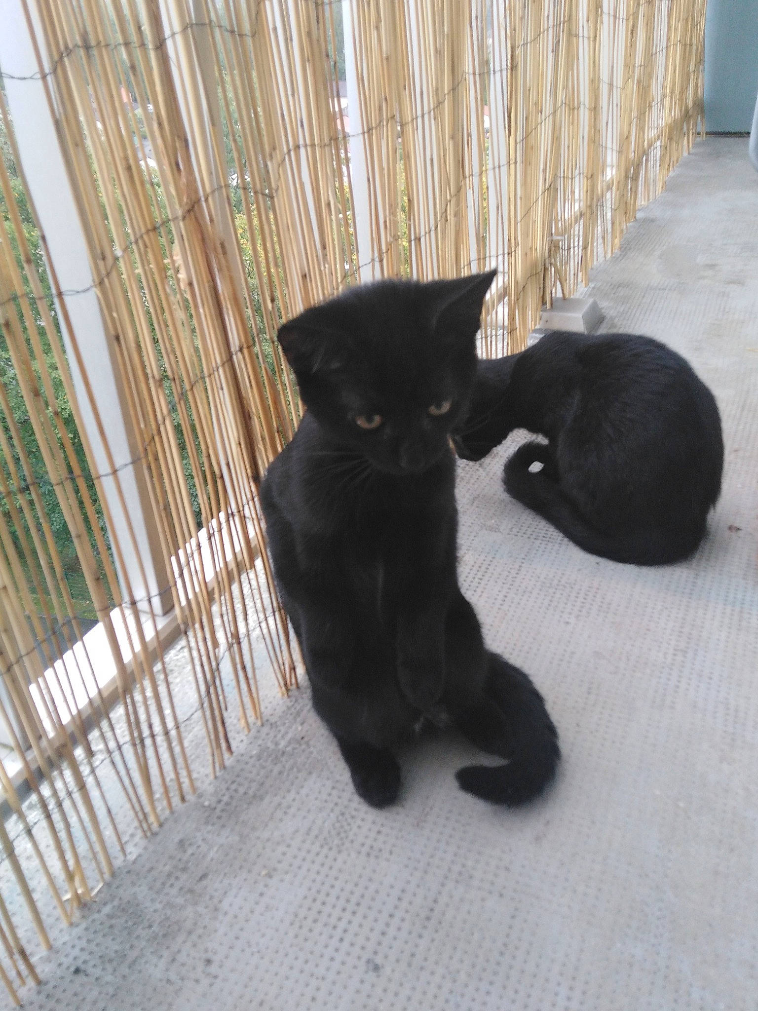 Piñata a rejoint le concours — aidez-le/la à gagner de superbes lots ! black, black_cat, canidae, carnivore, cat, companion_dog, dog, dog_breed, fawn, felidae, labrador_retriever, newfoundland, puppy, small_to_medium_sized_cats, sporting_group, tail