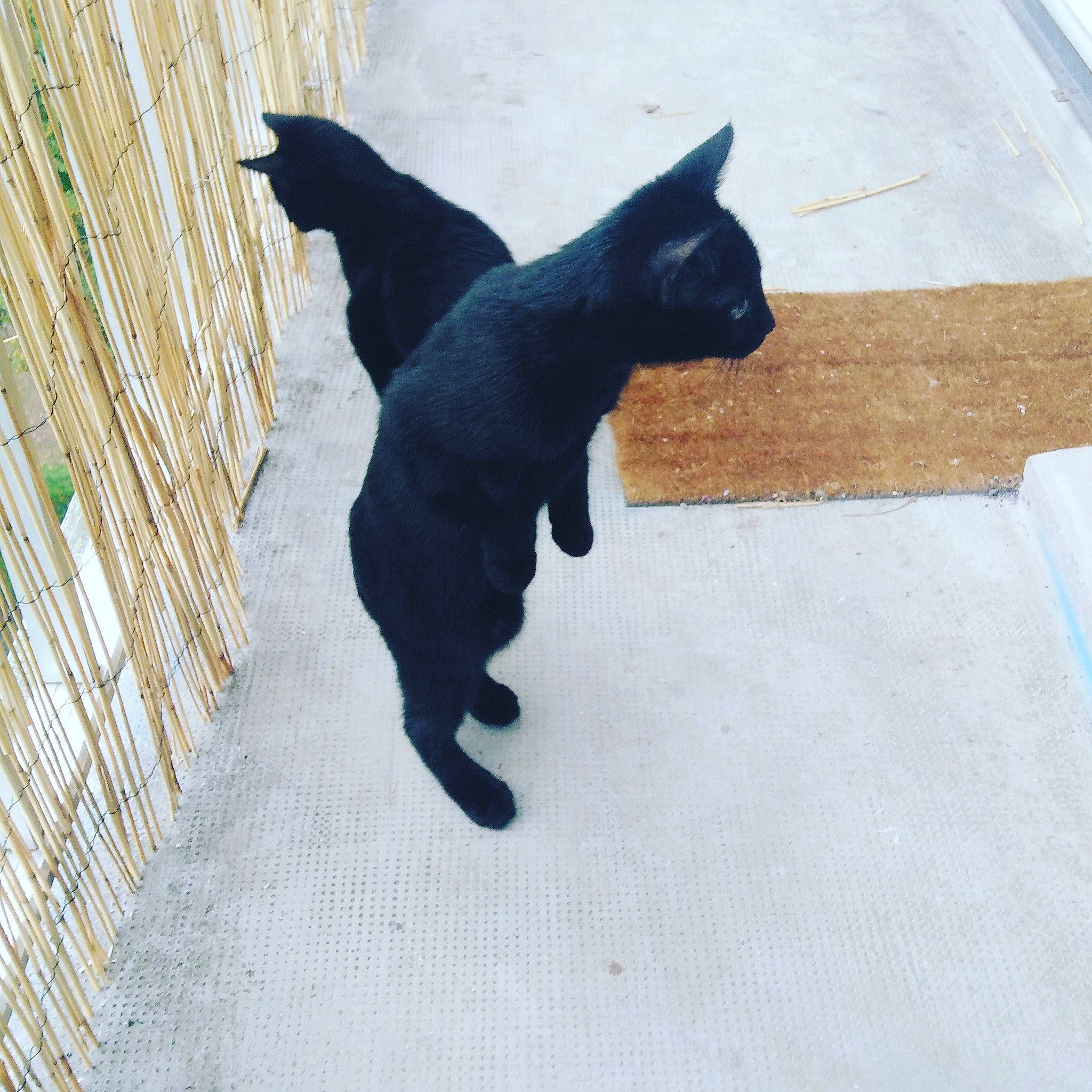 Piñata participe au concours pour gagner de l'argent avec cette photo : belgian_shepherd, black, black_cat, bombay, canidae, carnivore, cat, dog, dog_breed, felidae, schipperke, small_to_medium_sized_cats, sporting_group, tail