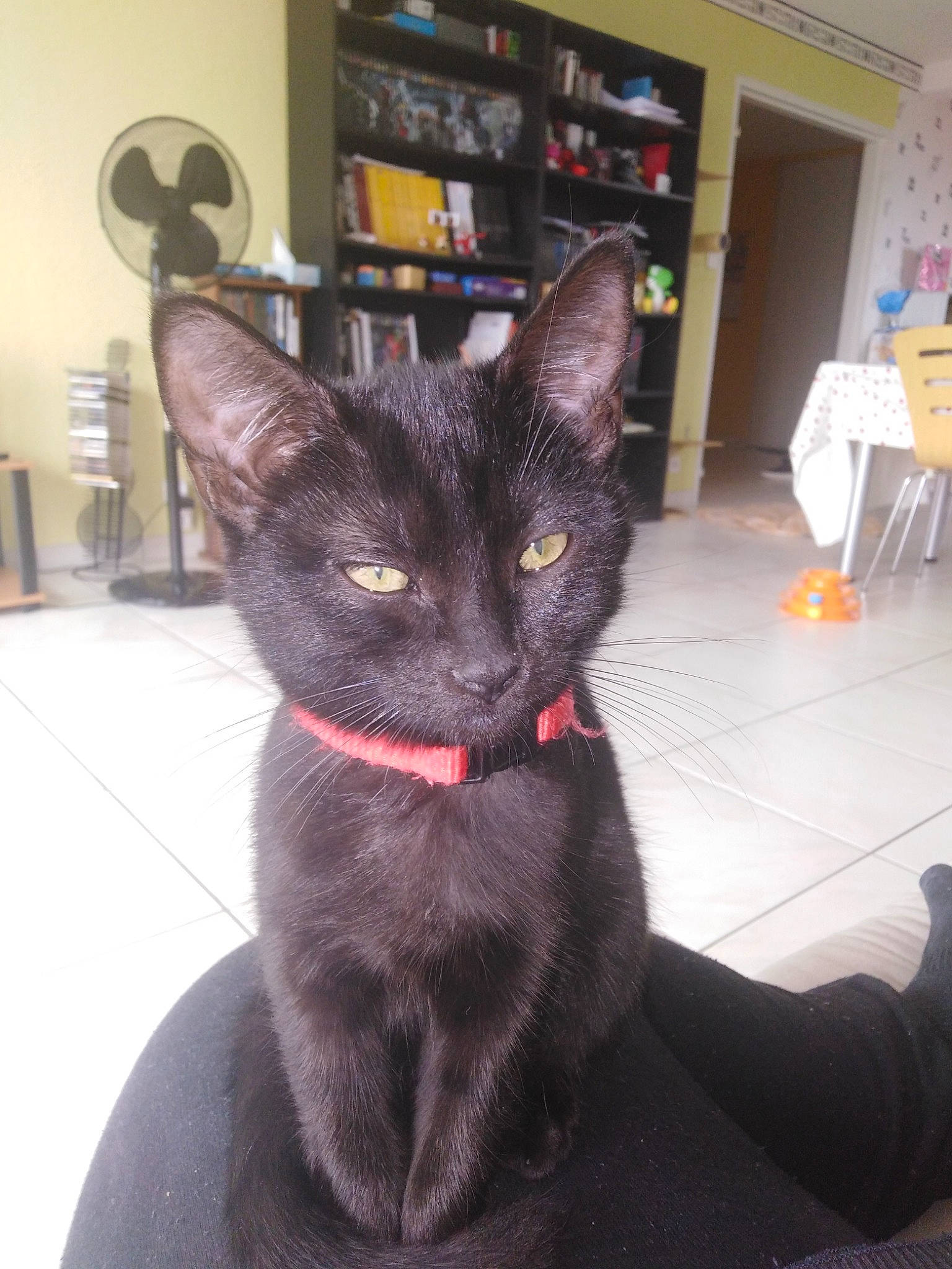 Piñata participe au concours pour gagner de l'argent avec cette photo : asian, black_cat, bombay, burmese, carnivore, cat, domestic_short_haired_cat, felidae, german_rex, havana_brown, javanese, korat, mammal, oriental_longhair, oriental_shorthair, small_to_medium_sized_cats, vertebrate, whiskers